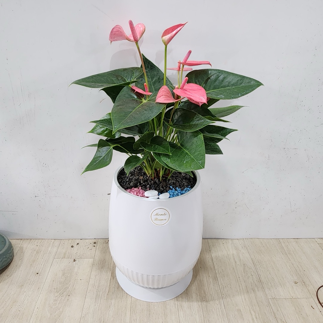 핑크 안스리움 화분 실사진